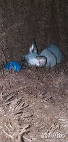 Канадский сфинкс,бамбино с документами