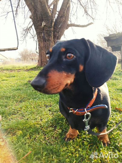 Кроличья такса