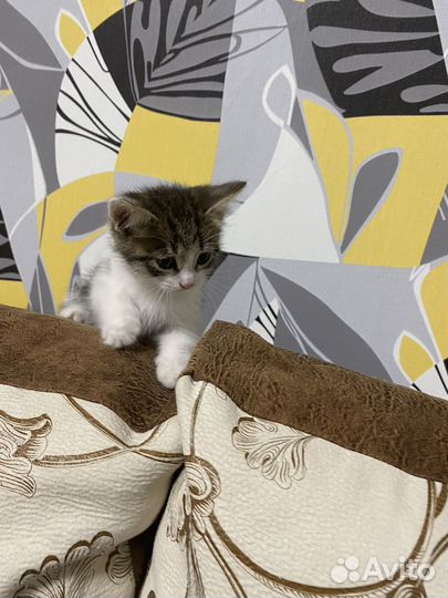 Котенок мальчик бесплатно