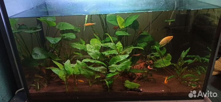 Аквариум