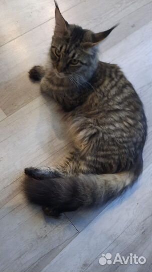 Коты майкуны