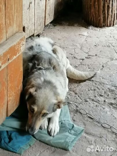 Осталась собака без хозяина