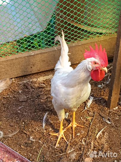 Молодые петухи