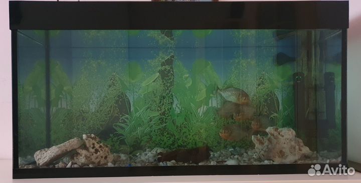 Стильный современный аквариум с хищными пираньями