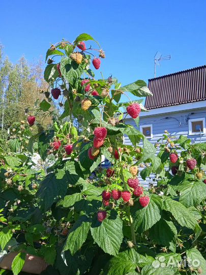 Ремонтантная малина