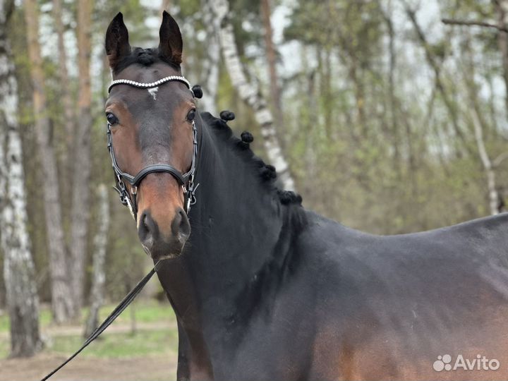 Орловский жеребец на продажу
