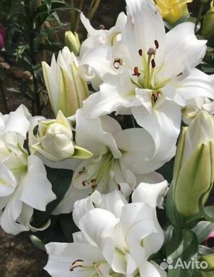 Лилии луковицы оптом