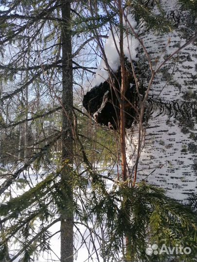 Березовая Чага