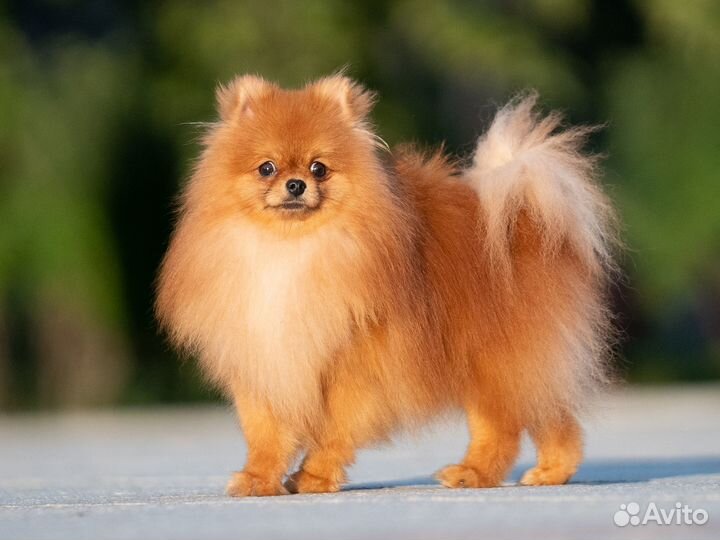 Померанский шпиц мальчик