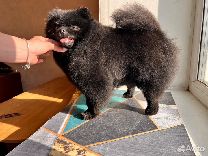 Груминг Магдагачи