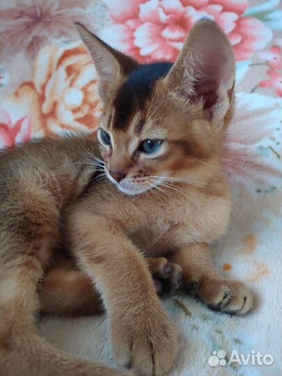 Абиссинские котята