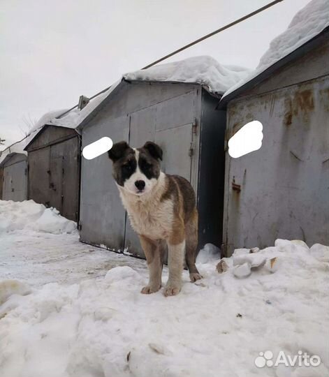 Среднеазиатская овчарка