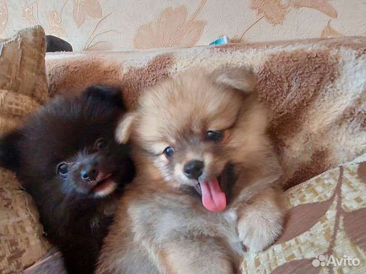 Щенки шпица
