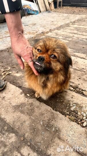 Пекинес девочка Мотя ищет дом