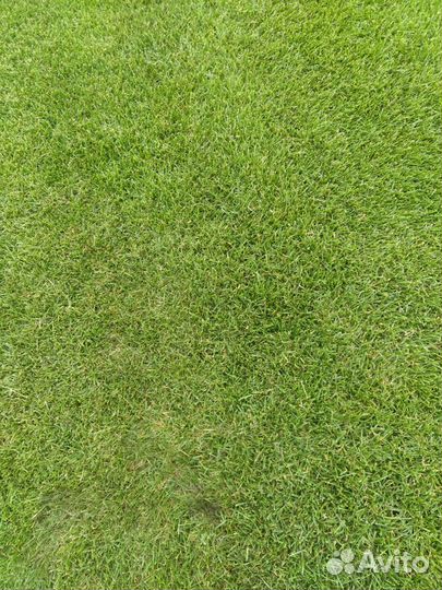 Газонная трава в рулонах