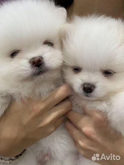 Щенки шпица