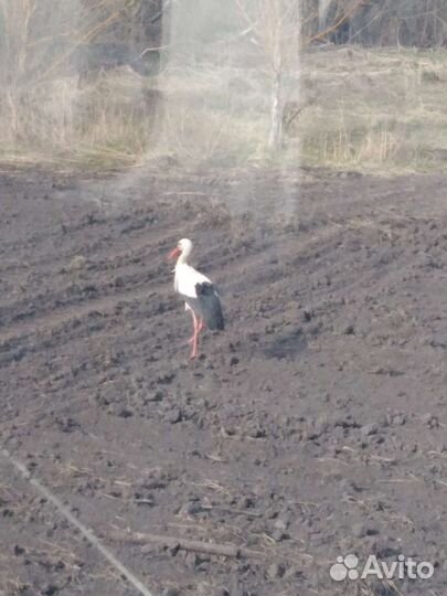 Картофель сорт Гала