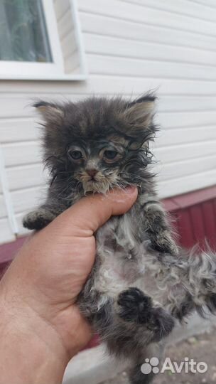 Отдам в добрые руки