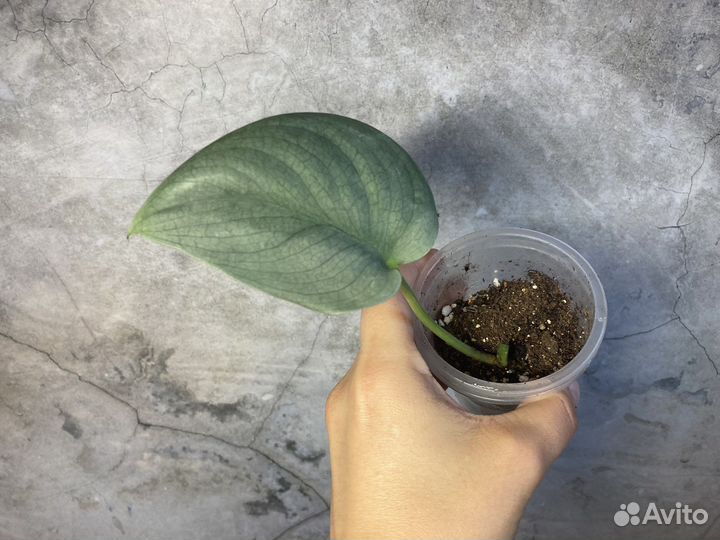 Сциндапсус