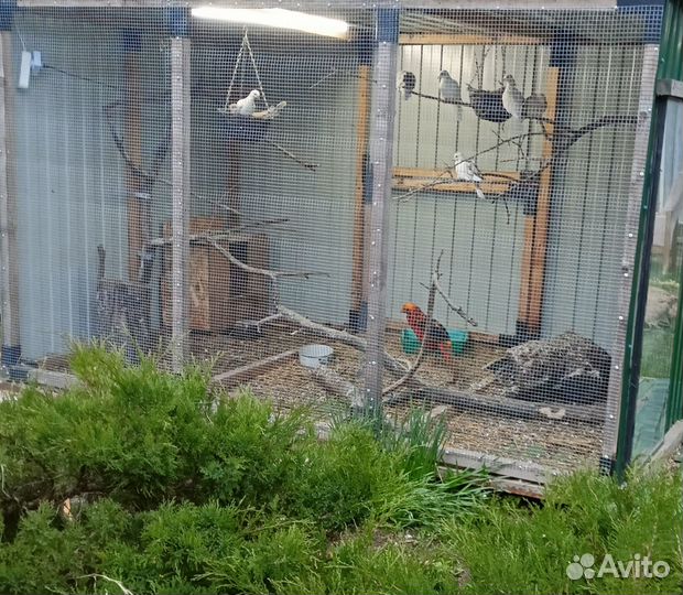 Египетские смеющиеся горлицы