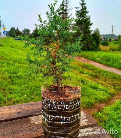 Можжевельник виргинский(вирджинский)