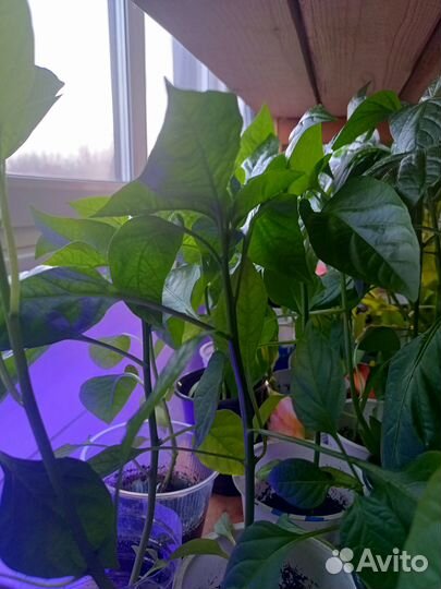 Рассада сладкого перца