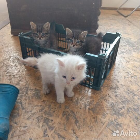 Котята отдам бесплатно