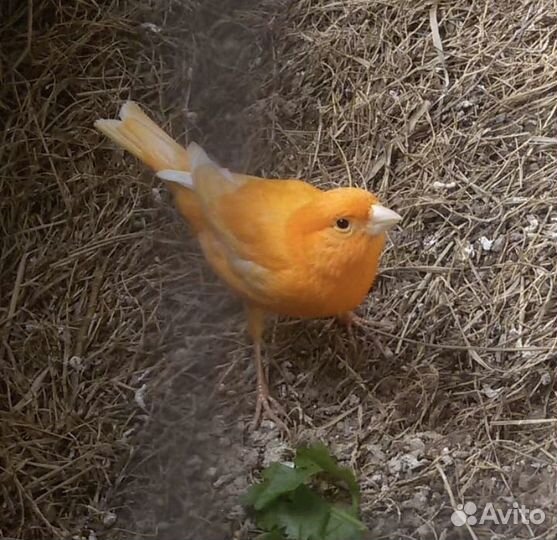Кенары и канарейки(супер поющие)