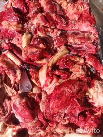 Свиное легкое почки калтык