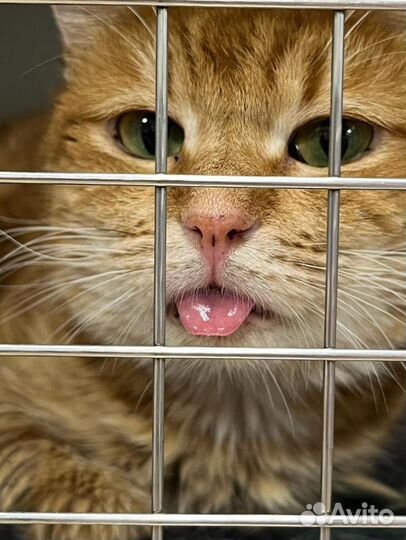Кошку ждёт смерть в клетке