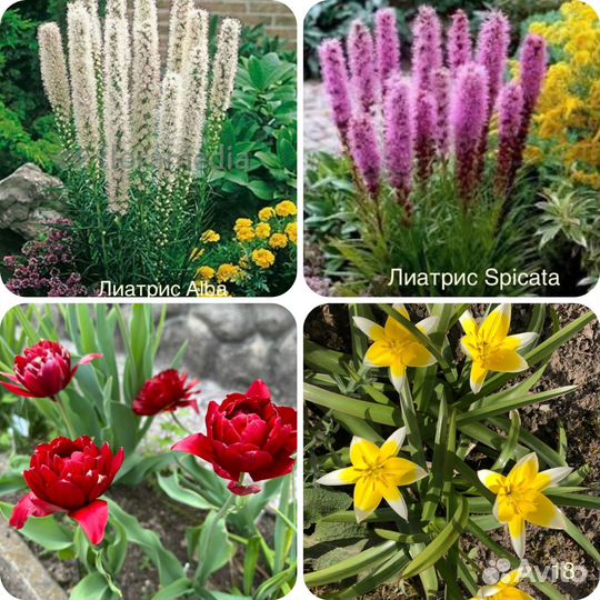 Многолетние садовые цветы