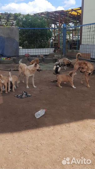 Передержка собак - зоосад, собакам у нас нравится
