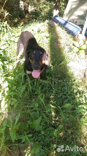 Отдам ротвейлера