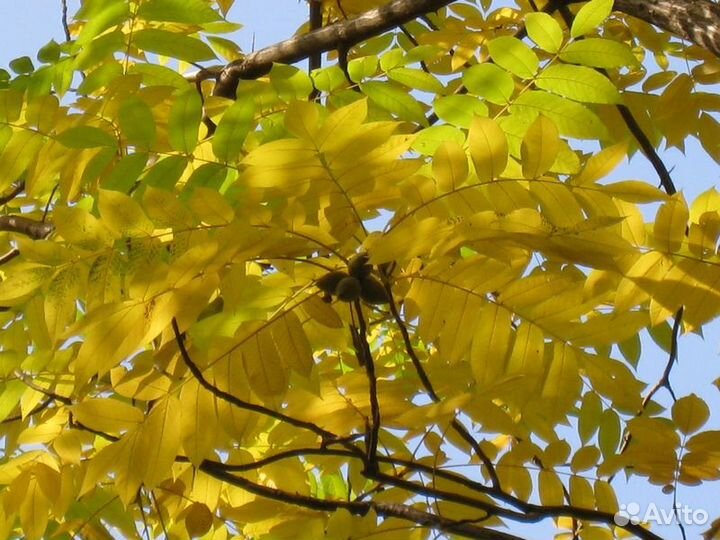 Семена ореха маньчжурского