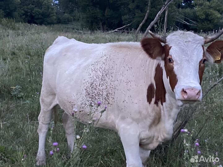 Мясная телочка