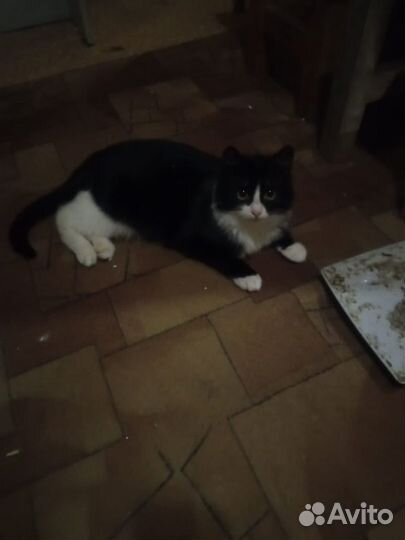 Котята выживают на даче