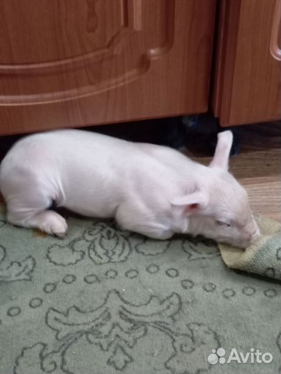 Продам поросят