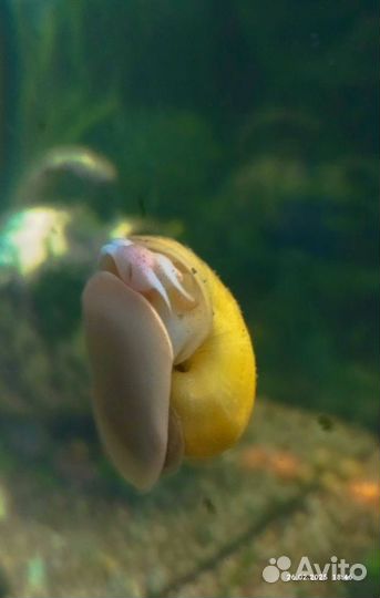 Продам улиток,ампулярий,есть маленькие,большие