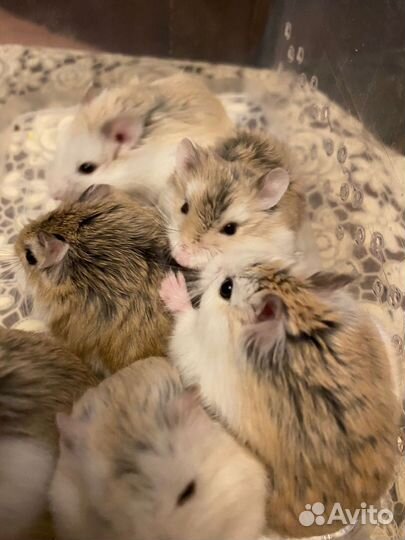 Хомяки Роборовского