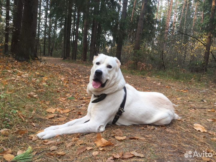 Собака алабай