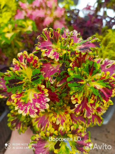 Колеусы сортовые