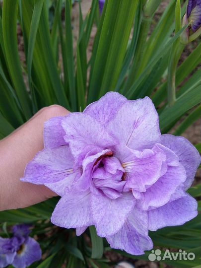 Ирис сибирский