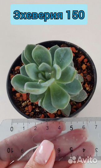 Суккуленты. Эхеверия,алоэ,граптопеталум