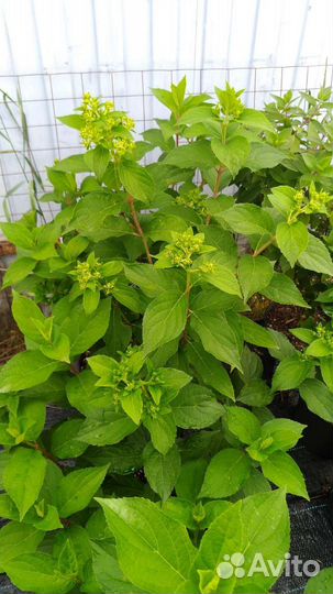 Гортензия Скайфол