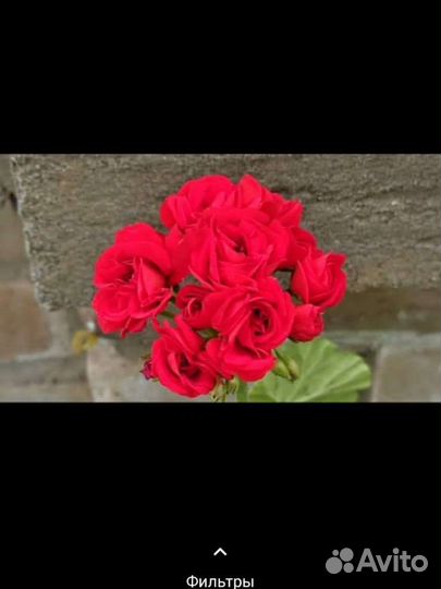 Пеларгония