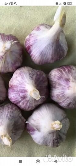 Посадочный материал, чеснок