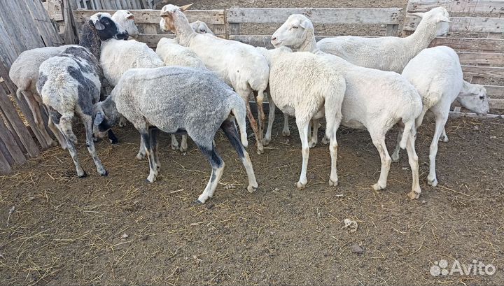Бараны, овцы