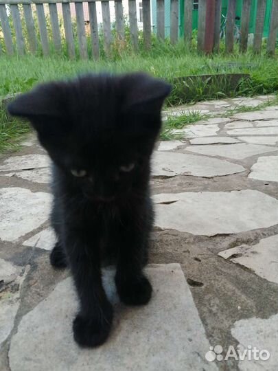 Черный котенок бесплатно