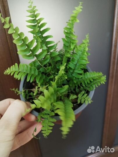 Филодендрон Малай Голд, Кспнаду, Принц Оранж