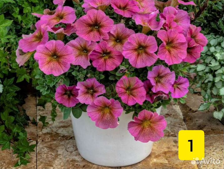 Петуния вегетативная